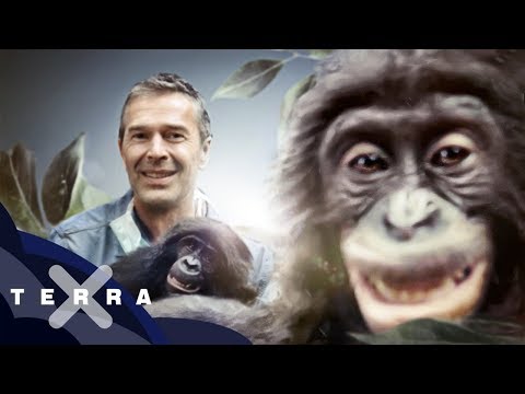 Video: Unterschied Zwischen Schimpansen Und Bonobos