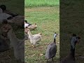The flock #birds #chickens #farm #farmanimals