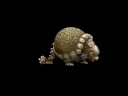 Glyptodon - Spore Creature Creator Video
