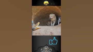 Cats protect her kittens from phyton Snake attack #shorts  #viral  #funny  #video