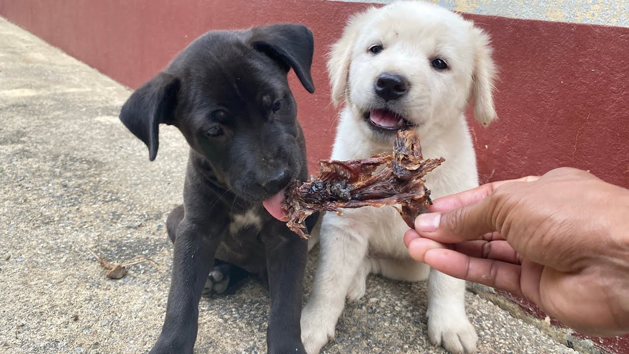 Two Cute Puppies Enjoying a Tasty Snack 🐶🍖