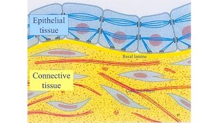 Vitamin D and Sunlight for Cancer Prevention