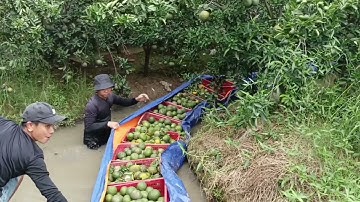 Cách trỡ cam dưới nước chĩ cần miếng mủ nhé