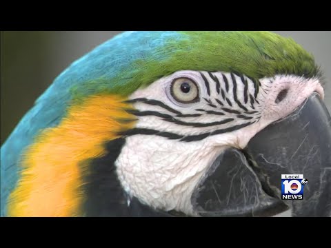Parrots Haven aims to open Amazon Park, a much-needed sanctuary in Miami-Dade 