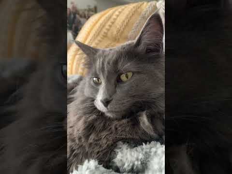 Video: Ruská modrá / Nebelung