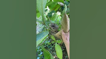 there is a bird
