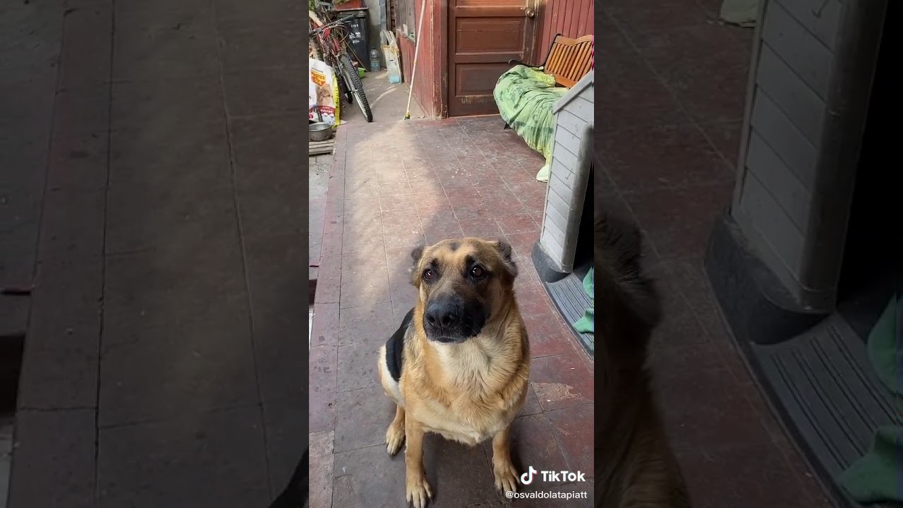 Si tienes un perro pon le este sonido y mira como reacciona