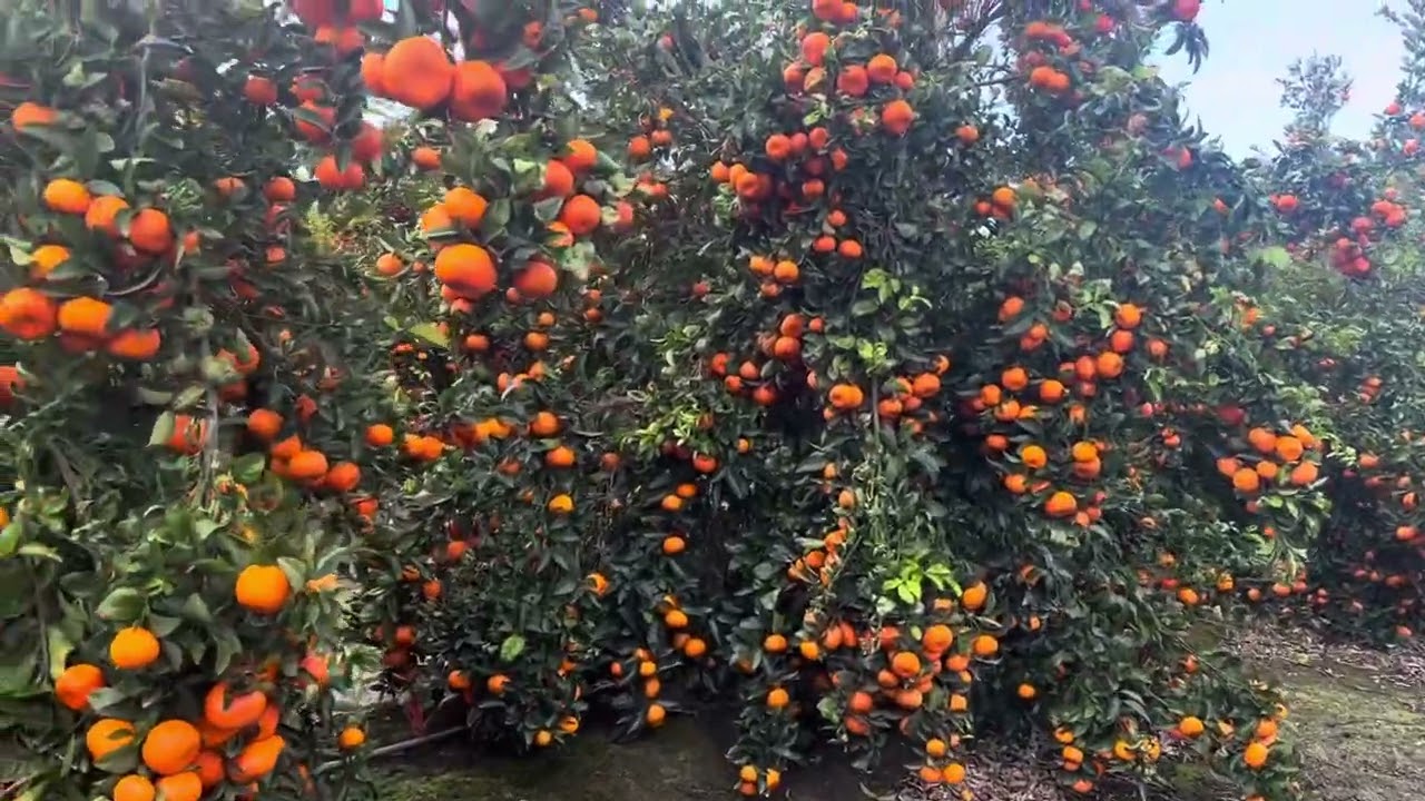 Cargado de fruta (mandarinas)
