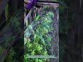 Method for Covering Lettuce Rows with Plastic Film – Satisfying Jobs and Machinery in the World
