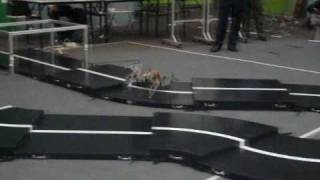 Worlds fastest Hexapod robots