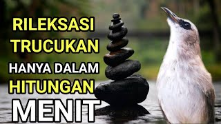 Suara Masteran Trucukan Paling Ampuh Buwat Trucukan Relaksasi