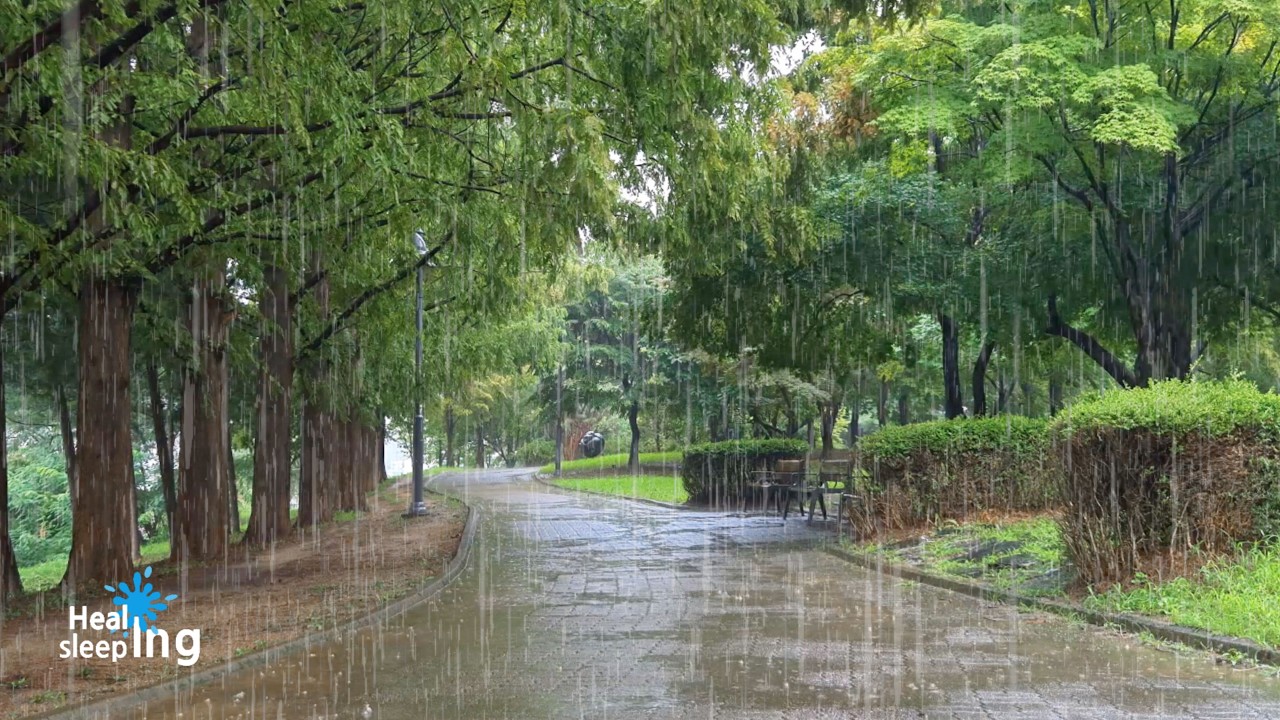 Rain Falling on a Green Tree Path｜Healing · Focus White Noise💧