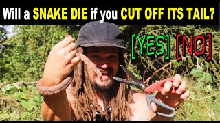 Will a SNAKE DIE if you CUT OFF ITS TAIL?