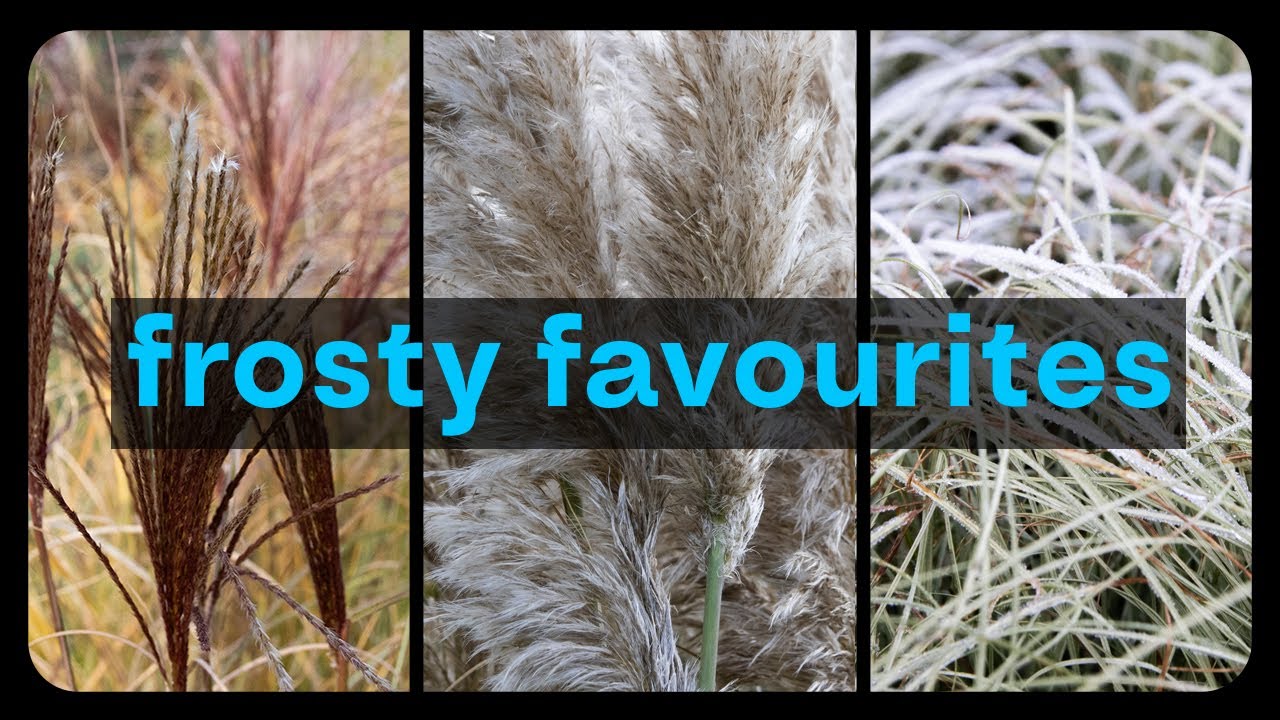 Our Frosty Favourites: The Perfect Plants and Grass For freezing Weather