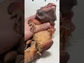 Pulling skin out of my bearded dragons nose #beardeddragon #reptiles #wildsurvival #wildlifesurvival