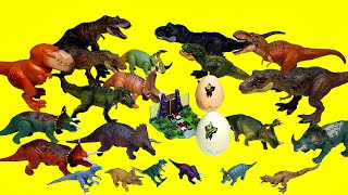 공룡 티렉스 뽈공룡 트리케라톱스 나수토케라톱스 시노케라톱스 T-rex &amp; Horned dinosaurs