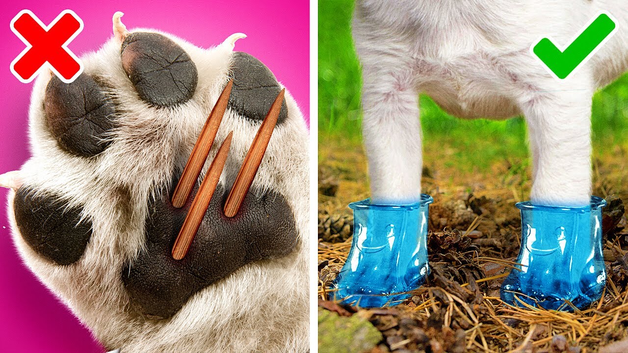 I migliori gadget e trucchi per proprietari di animali domestici intelligenti