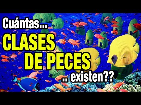 Vídeo: Quant pesa un centenar de peses?