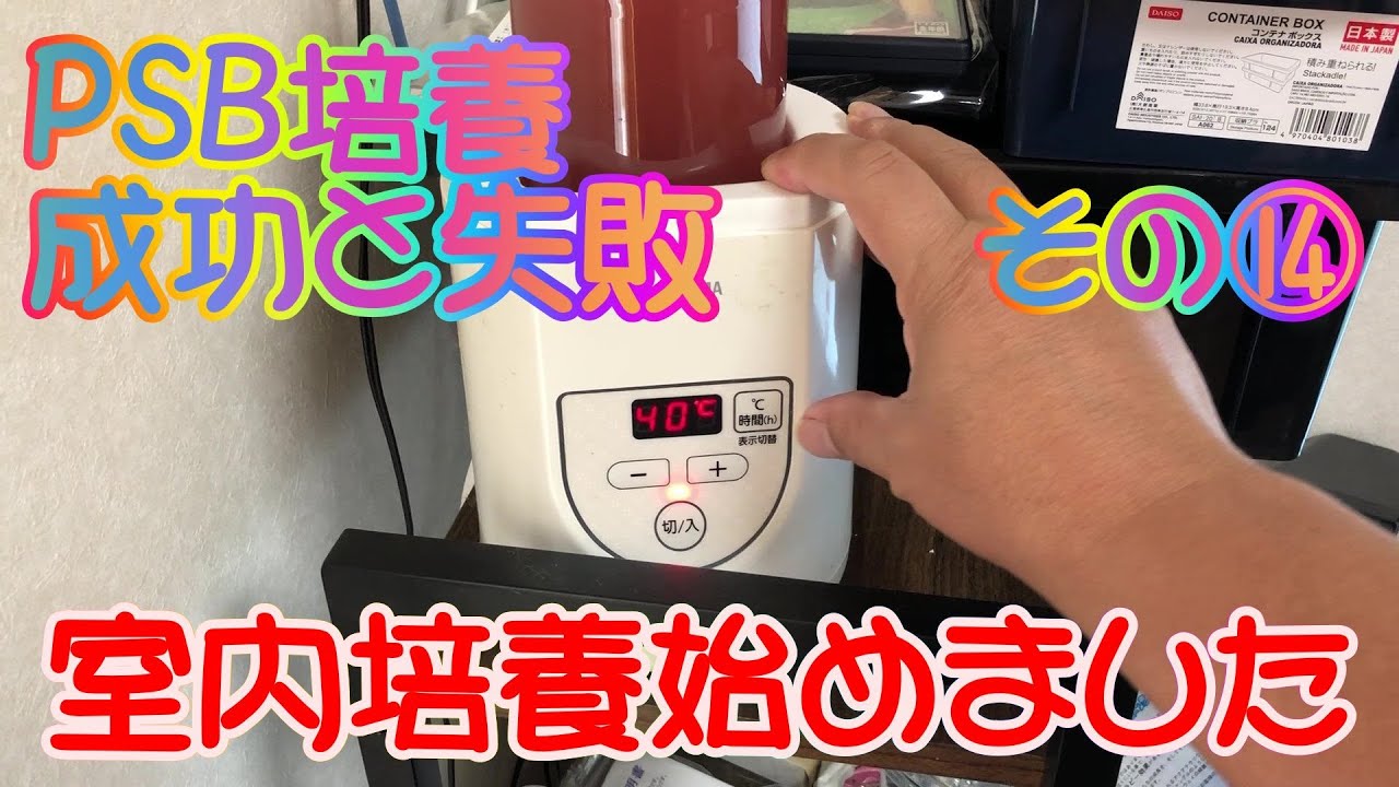 【PSB　培養】冬でも培養できるのか？室内での培養は？糖蜜で増えるのか？実験開始です。