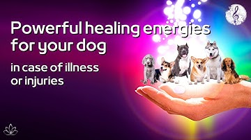 Healing energies for dogs 🙌🏼 | Strengthen immune system & self-healing powers | Sick dog | injuries
