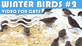 Bird Video For Cats: Winter Birds #2 - Sparrows, Mourning Doves, House Finch, Chickadee.