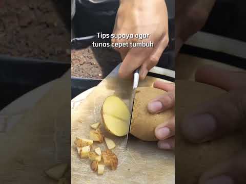 Video: Bagaimana cara menanam kentang saya?