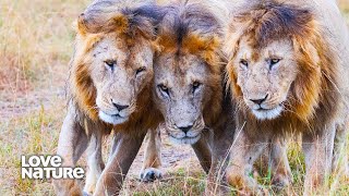 Rogue Male Lion Trio Prepares to Take Down Nsefu Pride Alphas by Love Nature 145,880 views 8 days ago 9 minutes, 1 second