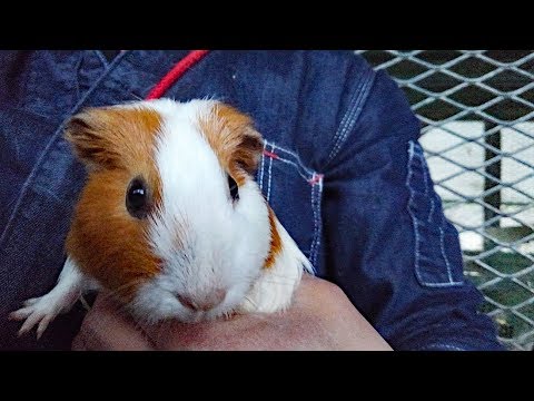 かわいい ギニアの豚 Guinea Pig 館ヶ森アーク牧場 岩手県 観光地 循環型農業 6次産業化 モルモット Youtube