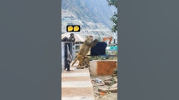 monkey catch 😱 #monkeys #money #monkeyvideo #shorts #shortvideo #shortsfeed #viral #trending #short