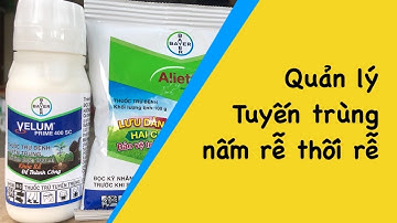 Quản lý Tuyến trùng và thối rễ. Velum + Aliet