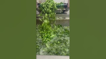 Máy rửa rau công nghiệp #lasvietnam