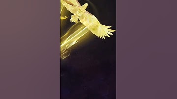 Thumbnail of INTRO VIDEO