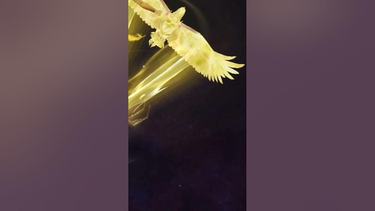 INTRO VIDEO