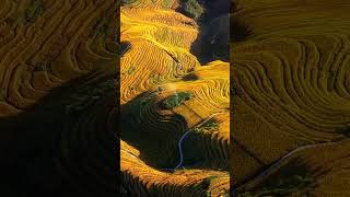 Longji Rice Terraces 🌾 – A Stunning "Dragon's Backbone" in the Mountains! #chinatour  #chinatravel