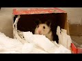 ポンちゃん宅を掃除しながら、株の件とハムカフェ構想の件を黙々と【声なし】