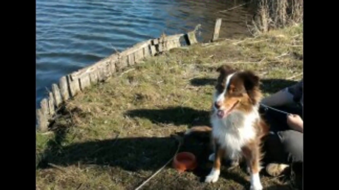 Trauriger Abschied von Aussie  Rex danke für die kurze aber schöne Zeit mit dir mein Seelenhund