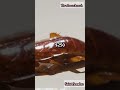 Motivational Story: The wise cockroach
