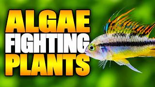 Best Aquarium Plants for Algae Control: What Works in My Tanks!