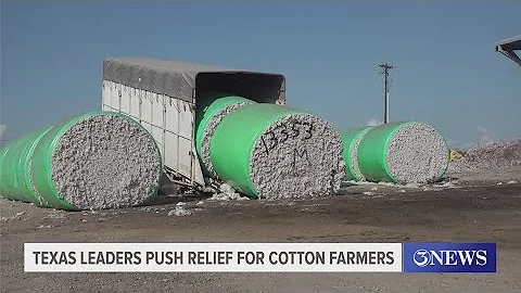 Texas cotton farmers see strong harvest but struggle with low prices