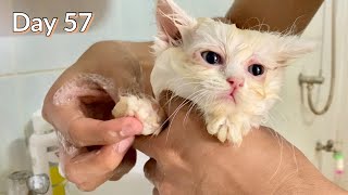 Day 57: Kitten Likes to Take a Bath! - Kitten Taking a Bath! - Day 57 of Day 100 by The Cuddly Cats 117 views 1 year ago 4 minutes, 52 seconds