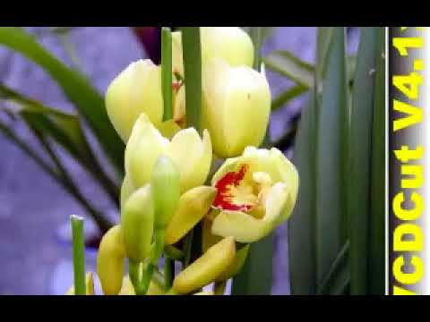 عبد الكريم الكابلى الملهمة