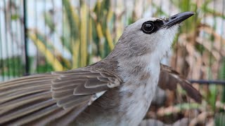 CHARACTERISTICS OF TRUCUKAN BIRDS ABOUT TO MOULT AND DAILY CARE, easy and not complicated