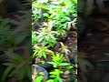 algenia plant