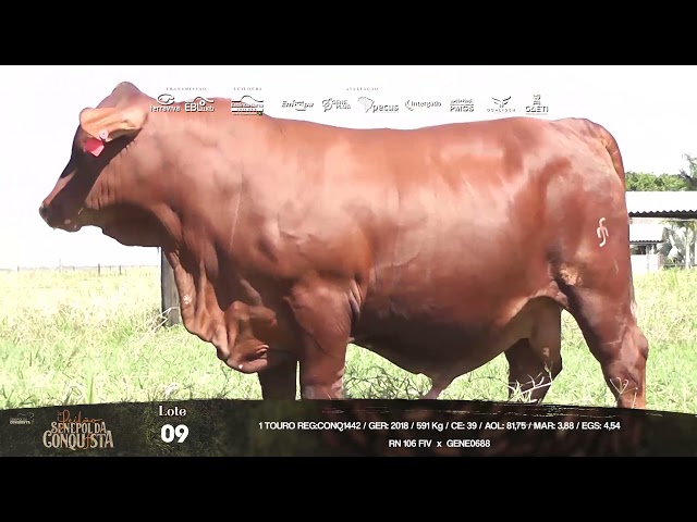 LOTE 09 - LEILÃO VIRTUAL SENEPOL DA CONQUISTA - 23/05/2021