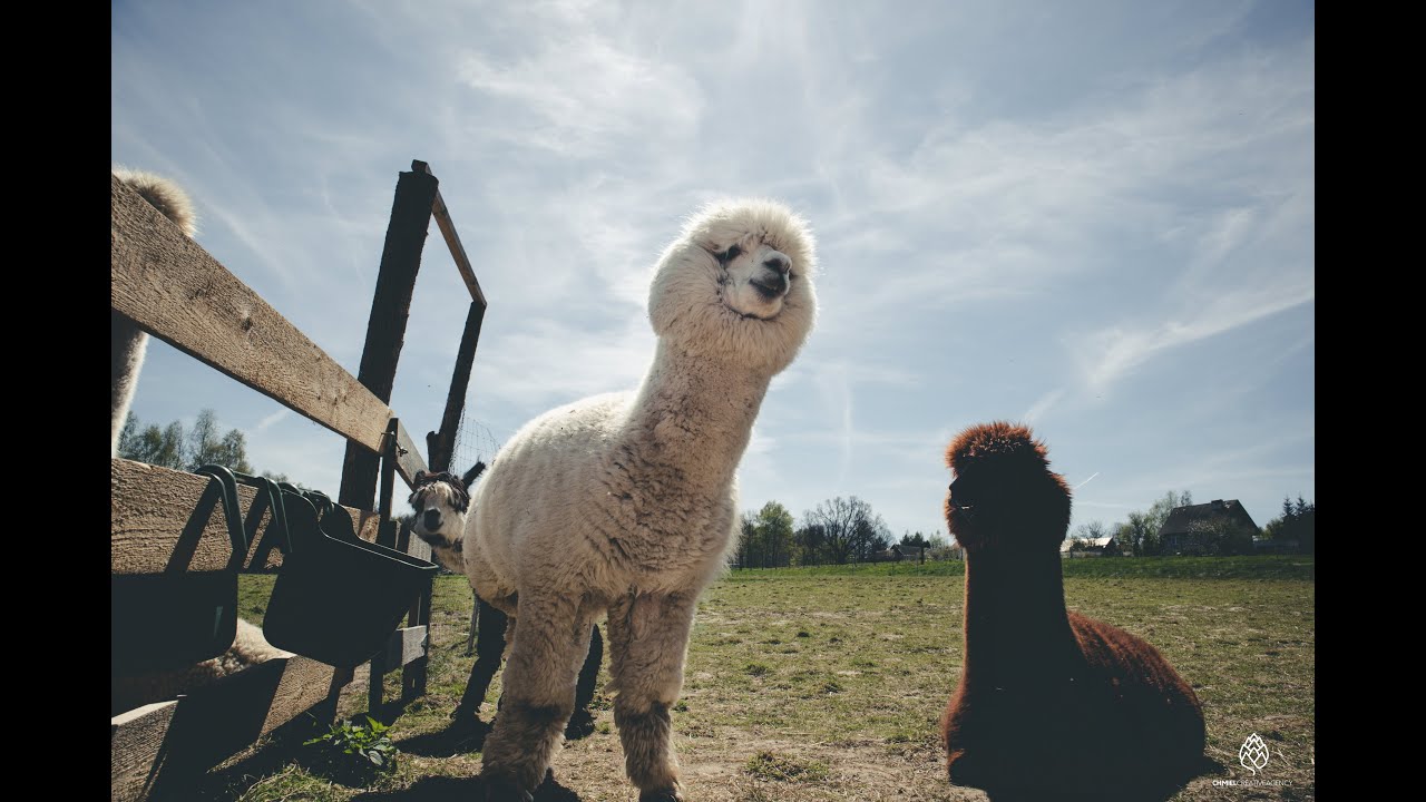 Alpaca Home - odwiedź Alpaki nieopodal Krakowa-Krzyszkowice (official promo video)