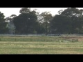 Damien Oliver and Americain's track gallop from Werribee