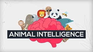 Are Animals As Intelligent As Humans?