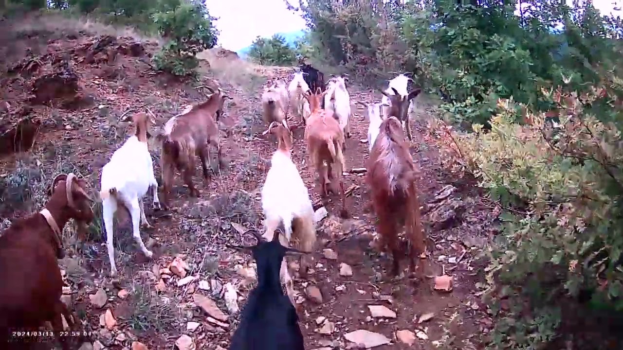 “Goat Herding in the Autumn Mountains | Mating Season Begins – October 5, 2025”