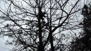 Tree Climbing 101
