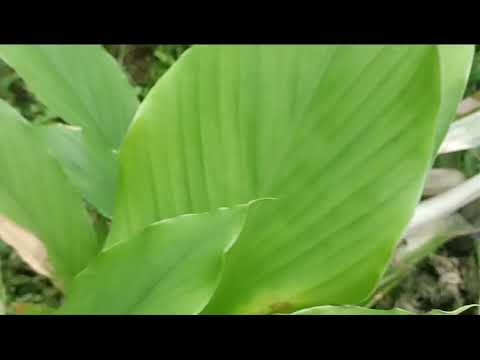 RHOMA IRAMA \u0026 SONETA GROUP - GHIBAH (LIVE)